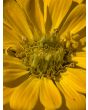 Zinnia 'Magellan Mix' Seeds (Certified Organic)