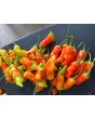 Hot Pepper ‘Sugar Rush Red’ Seeds (Certified Organic)