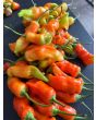 Hot Pepper ‘Sugar Rush Red’ Seeds (Certified Organic)