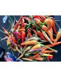 Hot Pepper 'Sangria F2' Seeds (Certified Organic)