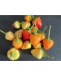 Hot Ornamental Pepper 'Pyramid' 