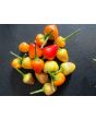 Hot Ornamental Pepper 'Pyramid' 