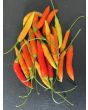 Hot Pepper ‘Birgit's Locoto’