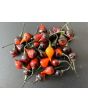 Hot Pepper ‘Biquinho Black' Seeds (Certified Organic)