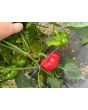 Sweet Pepper 'Liebesapfel' aka 'Love Apple' Seeds (Certified Organic)