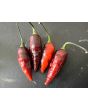 Hot Pepper ‘Biquinho Black Cross' Seeds (Certified Organic)