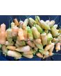 Hot Pepper ‘Sugar Rush Peach’ 