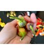 Hot Pepper ‘Bleeding Rawit White' Seeds (Certified Organic)