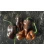 Hot Pepper ‘Chocolate Bastard' Seeds (Certified Organic)
