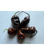Hot Pepper ‘Chocolate Bastard' Seeds (Certified Organic)