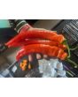 Hot Pepper ‘Jalapeno Chernobyl' Seeds (Certified Organic)