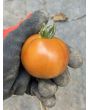 Dwarf Tomato 'Bundaberg Rumball' Seeds (Certified Organic)