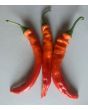 Hot Pepper ‘Jalapeno Chernobyl' Seeds (Certified Organic)