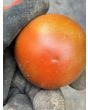 Dwarf Tomato 'Bundaberg Rumball' Seeds (Certified Organic)