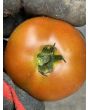 Dwarf Tomato 'Bundaberg Rumball' Seeds (Certified Organic)