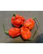 Hot Pepper 'Lemon Ghostly Jalapeno RED CROSS' Seeds (Certified Organic)