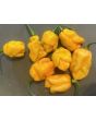 Hot Pepper ‘Trinidad Scorpion Orange’ Seeds (Certified Organic)