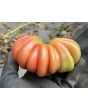 Tomato 'Zapotec Pleated' Seeds (Certified Organic)