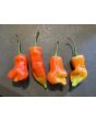 Hot Pepper ‘Sugar Rush Red’ Seeds (Certified Organic)