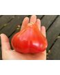 Tomato 'Pear Pink' Seeds (Certified Organic)