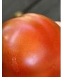 Dwarf Tomato 'Bundaberg Rumball' Seeds (Certified Organic)