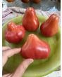 Tomato 'Pear Pink' Seeds (Certified Organic)