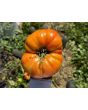 Tomato 'Beefmaster F2' Seeds (Certified Organic)