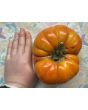 Tomato 'Beefmaster F2' Seeds (Certified Organic)
