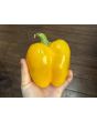 Bell Pepper 'Golden California Wonder' Seeds (Certified Organic) 