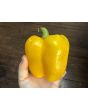 Bell Pepper 'Golden California Wonder' Seeds (Certified Organic) 