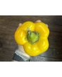 Bell Pepper 'Golden California Wonder' Seeds (Certified Organic) 