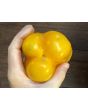 Bell Pepper 'Golden California Wonder' Seeds (Certified Organic) 