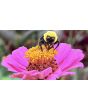 Zinnia 'Purple Prince' Seeds (Certified Organic)