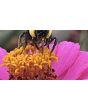 Zinnia 'Purple Prince' Seeds (Certified Organic)