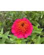 Zinnia 'Candy Mix' Seeds (Certified Organic)