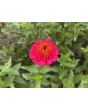 Zinnia 'Candy Mix' Seeds (Certified Organic)