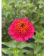 Zinnia 'Candy Mix' Seeds (Certified Organic)