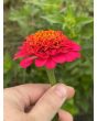 Zinnia 'Candy Mix' Seeds (Certified Organic)