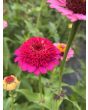 Zinnia 'Candy Mix' Seeds (Certified Organic)