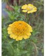 Zinnia 'Candy Mix' Seeds (Certified Organic)