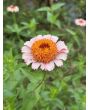 Zinnia 'Candy Mix' Seeds (Certified Organic)