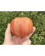 Tomato 'Pink Furry Boar' Seeds (Certified Organic)