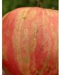 Tomato 'Pink Furry Boar' Seeds (Certified Organic)