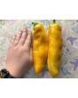 Pepper 'Super Sweet Giant Yellow' Seeds (Certified Organic)
