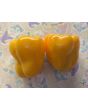 Bell Pepper 'Golden California Wonder' Seeds (Certified Organic) 