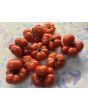 Tomato 'Ceylon' Seeds (Certified Organic)