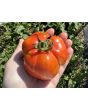 Tomato 'Striped Cavern' Seeds (Certified Organic)