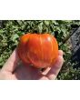 Tomato 'Striped Cavern' Seeds (Certified Organic)