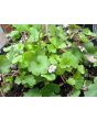 Ivy-Leaved Toadflax Seeds (Certified Organic)