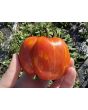 Tomato 'Striped Cavern' Seeds (Certified Organic)